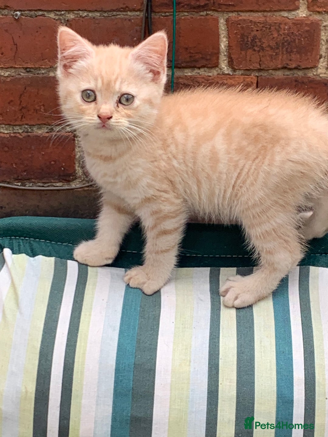 British Shorthair cats for sale: British shorthair kittens  - Image 13
