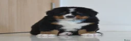 Bernese Mountain Dog dogs for sale: KC REGISTERED BERNEESE PUPPIES  - Advert 2