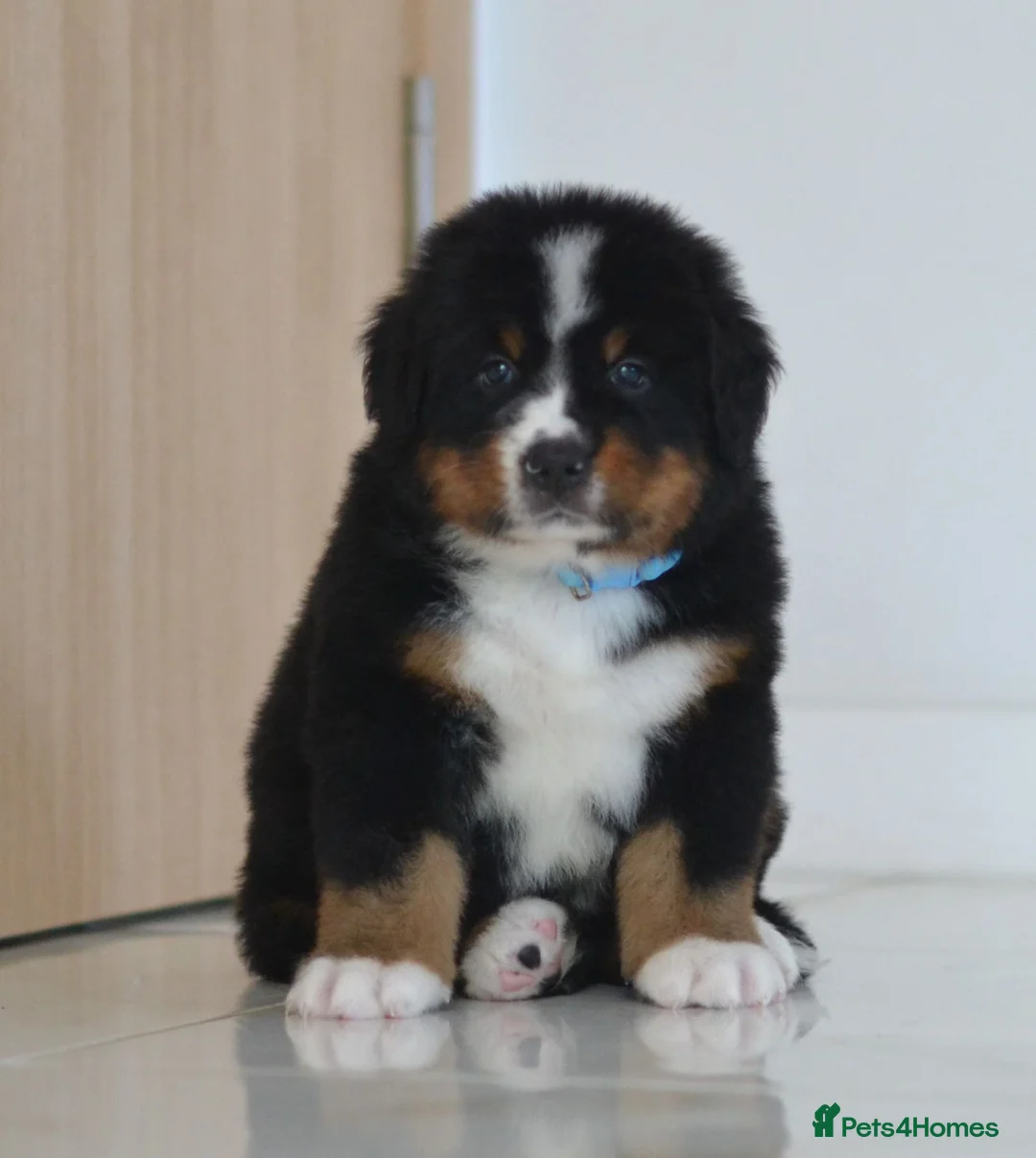 Bernese Mountain Dog dogs for sale: KC REGISTERED BERNEESE PUPPIES  - Advert 2