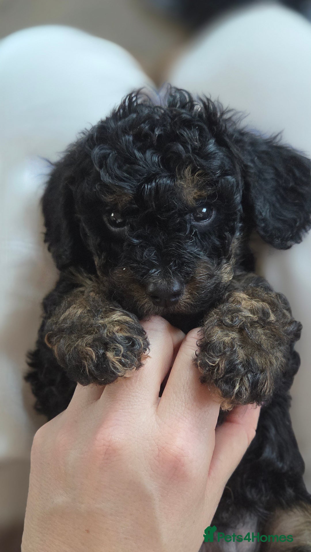 Cavapoo dogs for sale: Beautiful phantom F1B cavapoos - Image 14