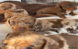 Miniature Dachshund dogs for sale: Tiny miniature dachshund puppies  - Image 13