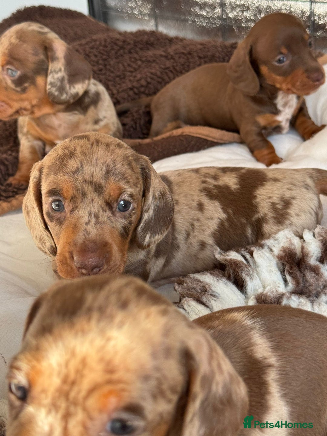 Miniature Dachshund dogs for sale: Tiny miniature dachshund puppies  - Image 13