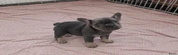 French Bulldog dogs for sale:  beautiful French Bulldog puppies in Solihull - Advert 2