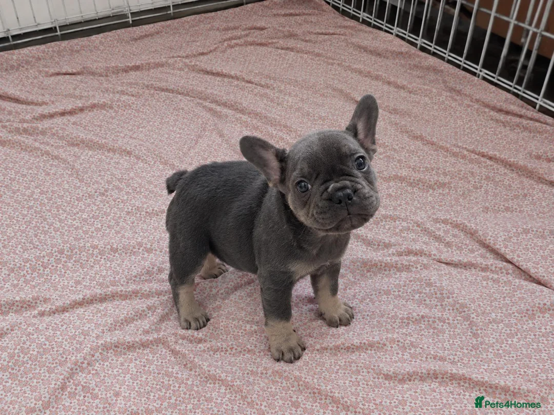 French Bulldog dogs for sale:  beautiful French Bulldog puppies in Solihull - Advert 2