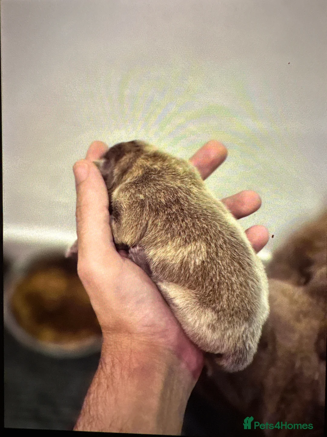 Chow Chow dogs for sale: Lesley Chow  - Advert 13