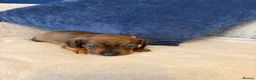 Miniature Dachshund dogs for sale: Beautiful Miniature Dachshund Puppies - Advert 16