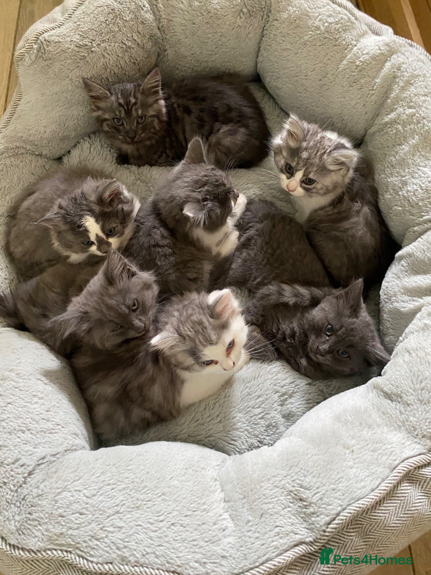 Mixed Breed cats Beautiful fluffy kittens available  - Advert 1
