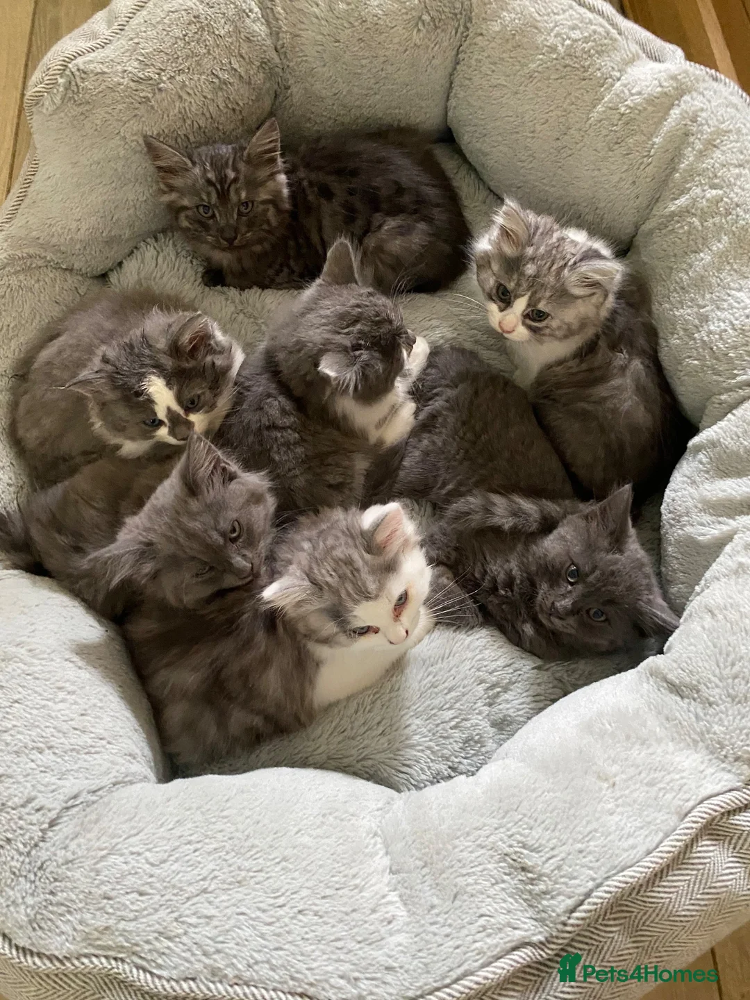 Mixed Breed cats for sale: Beautiful fluffy kittens available  - Advert 1