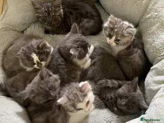 Mixed Breed cats Beautiful fluffy kittens available - Advert 1