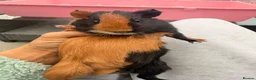 Guinea Pig rodents for sale: Baby guinea pigs ready now - Advert 11