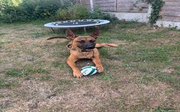 Mixed Breed dogs for sale: Belgium Malinios *DOG HANDLER ONLY* - Image 5