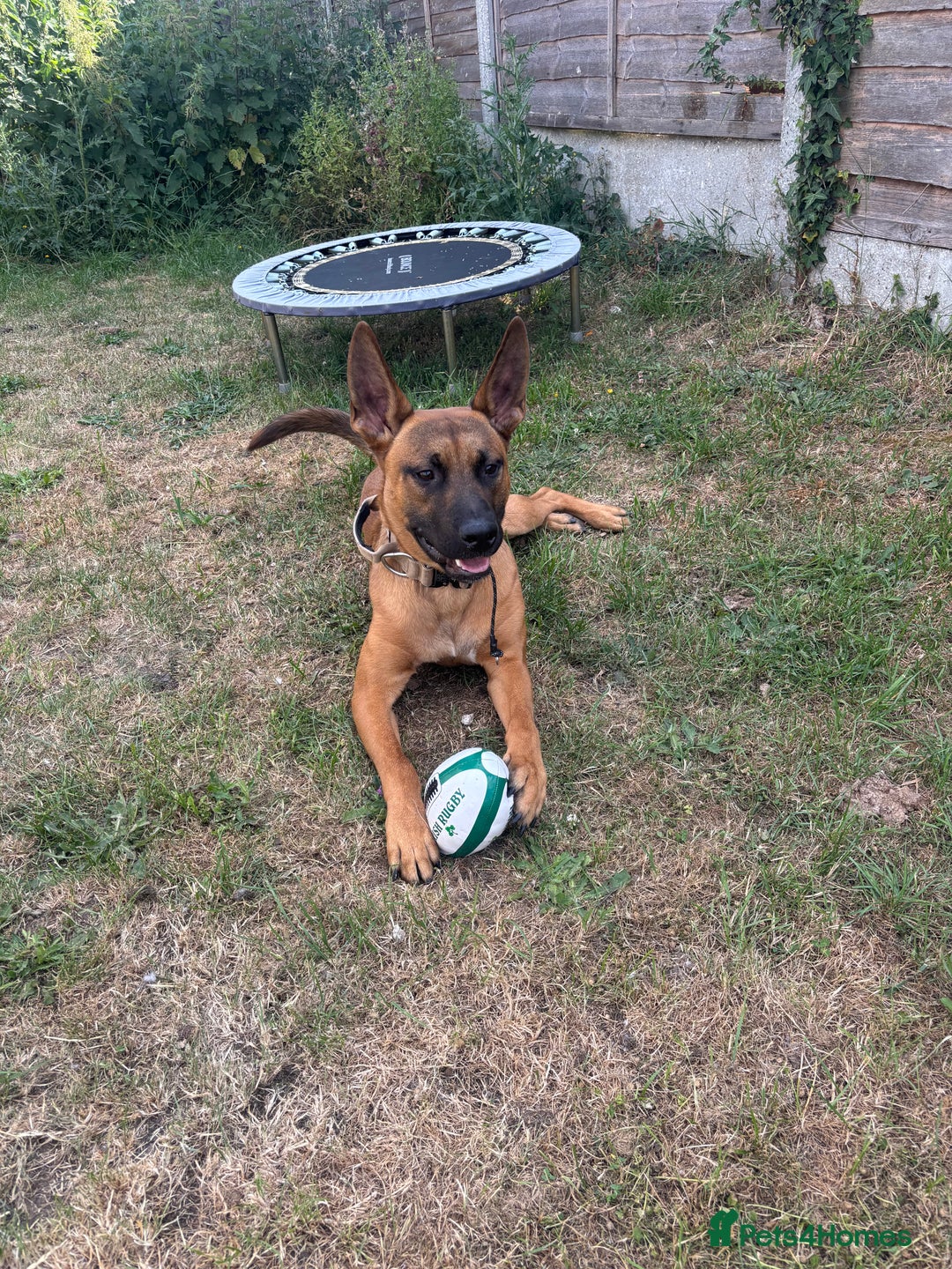 Mixed Breed dogs for sale: Belgium Malinios *DOG HANDLER ONLY* - Image 5