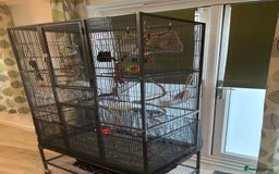 Conures birds for sale: Pineapple Green Cheek Conure - Image 10