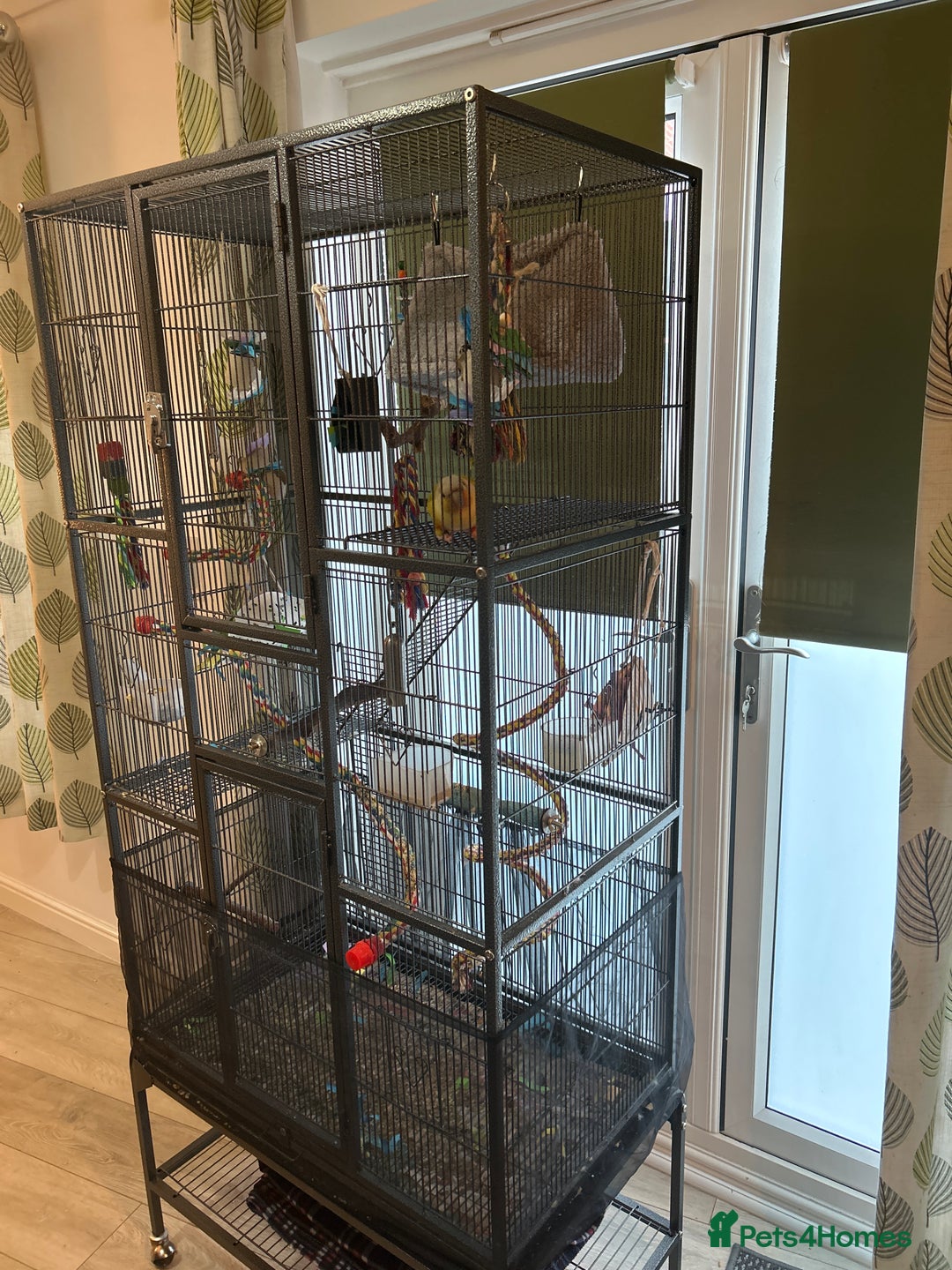 Conures birds for sale: Pineapple Green Cheek Conure - Image 10