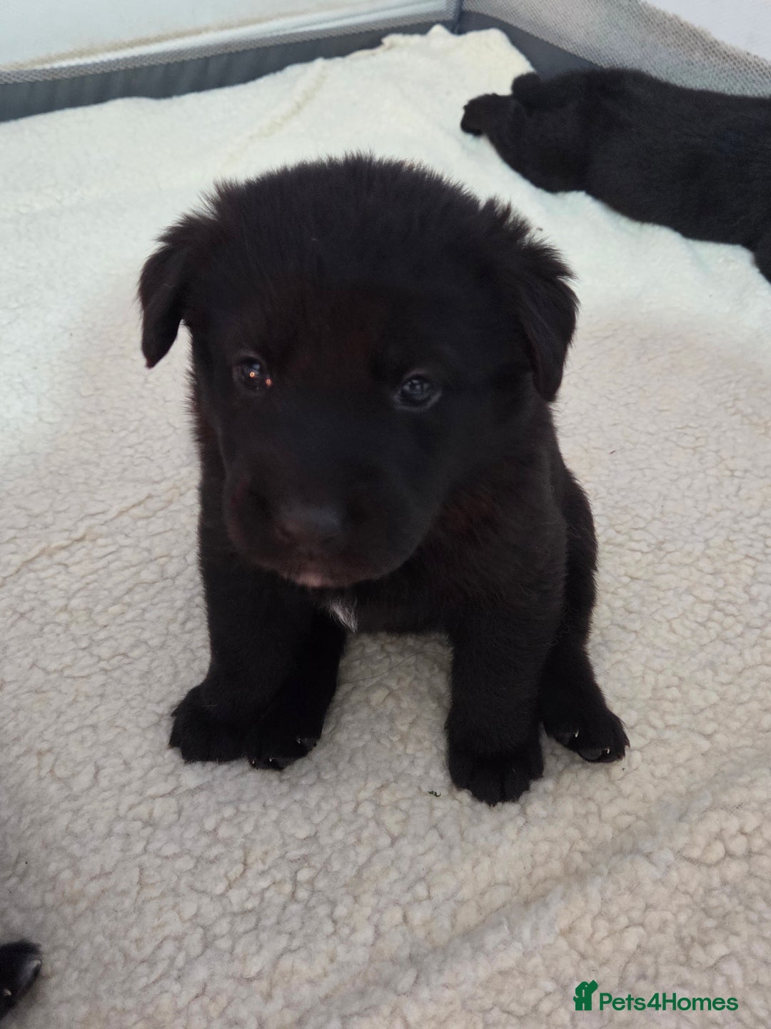 Mixed Breed dogs for sale: 🌟German Shepherd x Labrador Retriever Puppies 🌟 - Advert 4