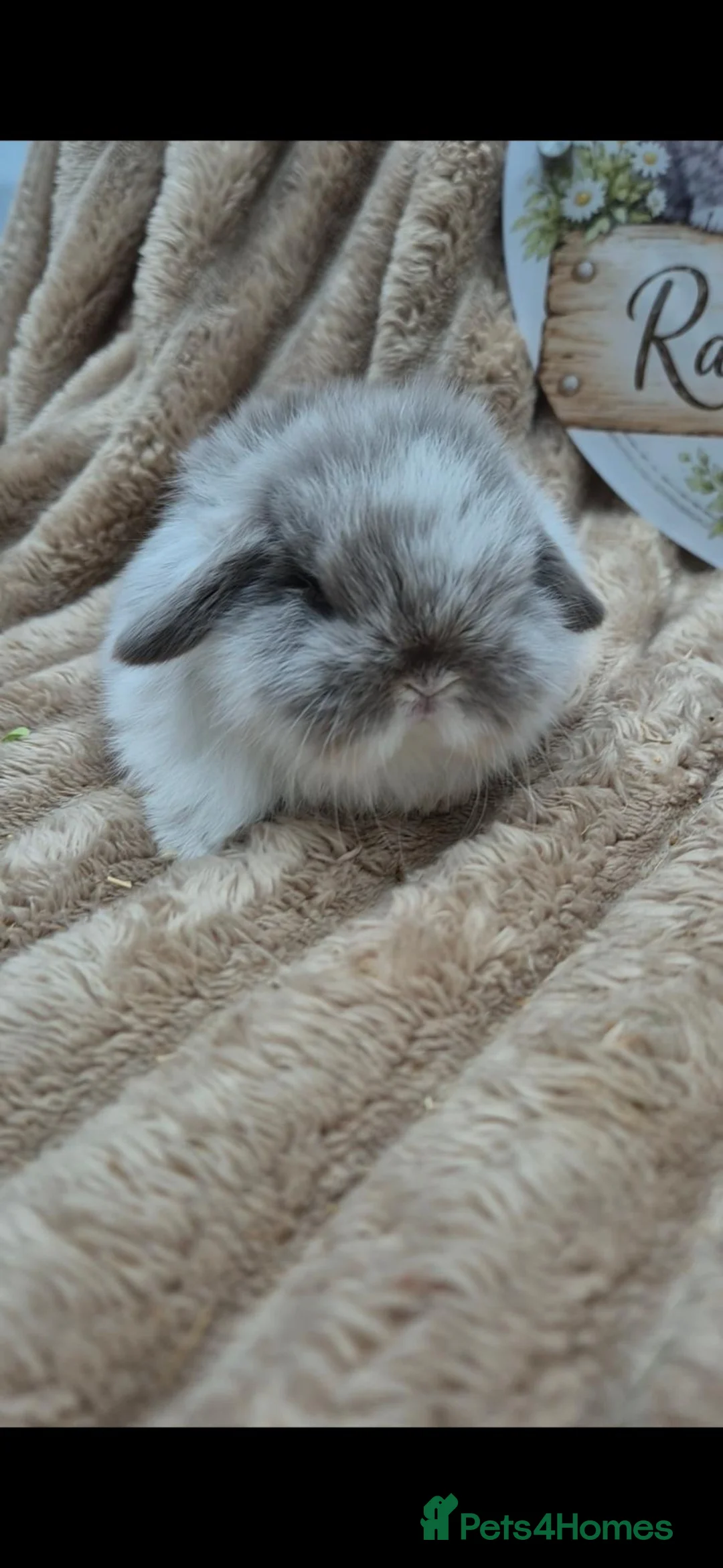 Mini Lop rabbits for sale: Mini lop babies ready 5th nov - Advert 1