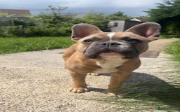 French Bulldog dogs for sale: LOKI 7 months old - Image 4