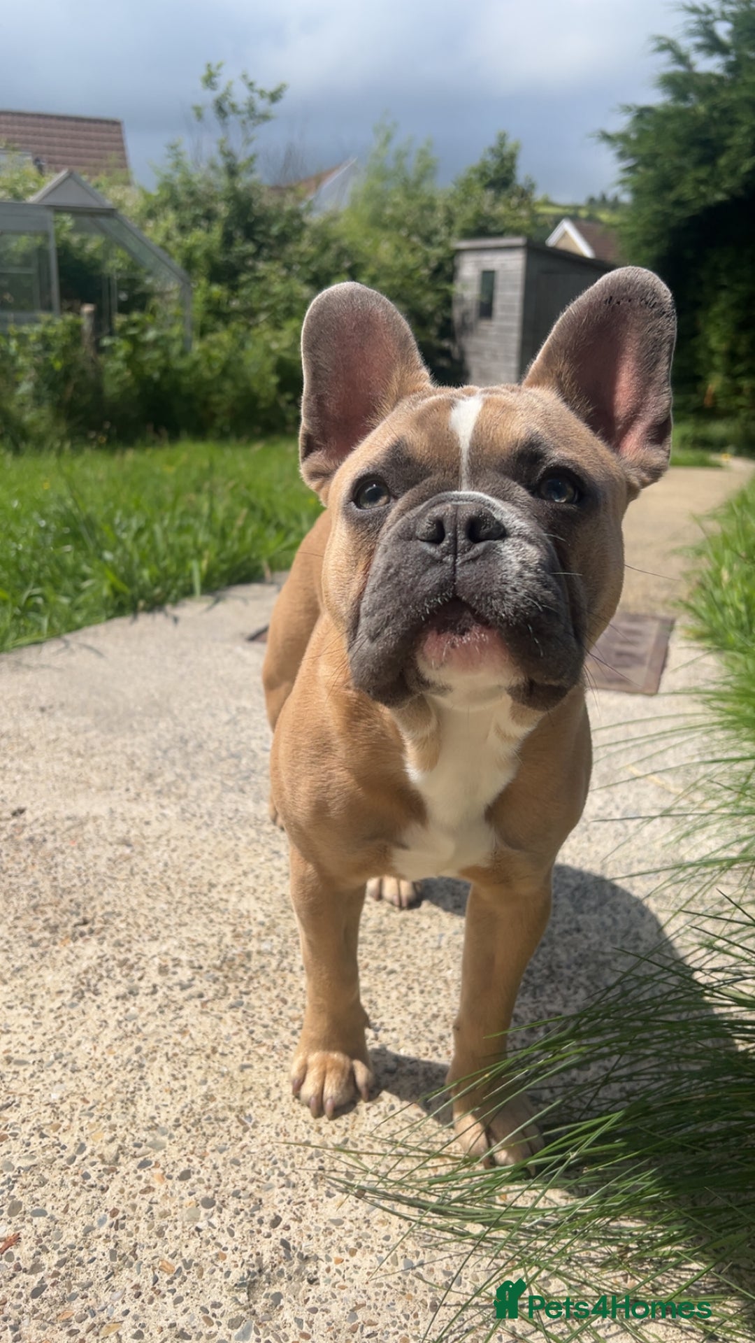 French Bulldog dogs for sale: LOKI 7 months old - Image 4