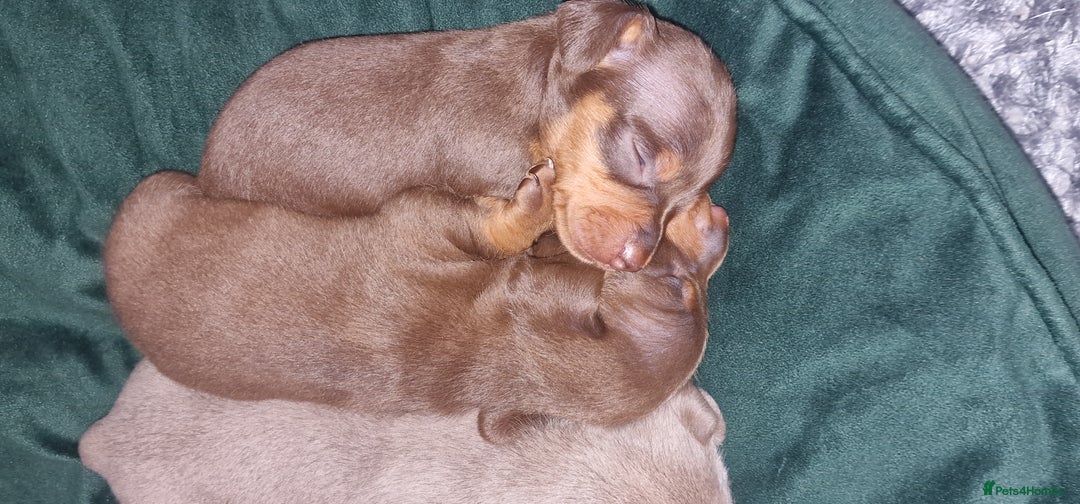 Dachshund dogs for sale: Miniature dachshund puppies  - Advert 14