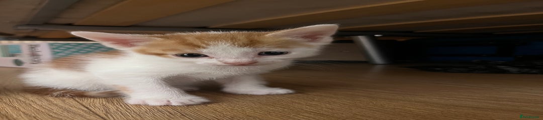 Mixed Breed Kitten 1