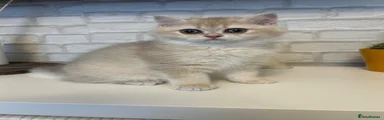 British Shorthair 1