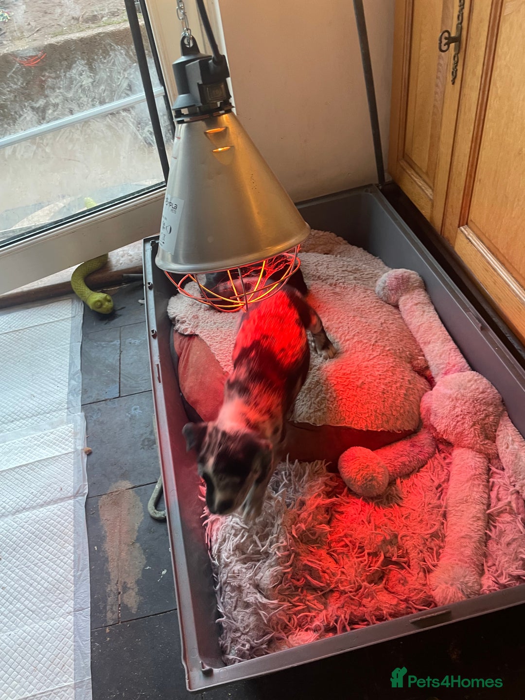 Mixed Breed dogs for sale: Aussie shepherd/staffy - Image 2