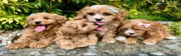 Cavapoo dogs for sale: Health checked Gorgeous Cavapoo puppies - Advert 2