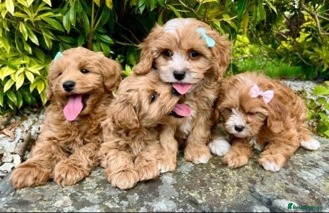 Cavapoo dogs for sale: Health checked Gorgeous Cavapoo puppies - Advert 2