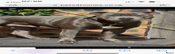Staffordshire Bull Terrier dogs for stud: Stud offered- Blue Staffordshire Bull Terrier Stud in Wickford - Advert 20