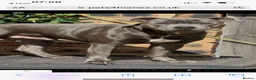 Staffordshire Bull Terrier dogs for stud: Stud offered- Blue Staffordshire Bull Terrier Stud in Wickford - Advert 20