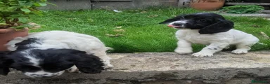 Cocker Spaniel 2