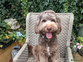 Australian Labradoodle dogs Australian Labradoodle Chocolate & White Tuxedo - Advert 1