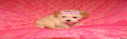 Maltipoo dogs for sale: *Apricot F1 Maltese x Toy Poodle Maltipoo Puppy* - Advert 16