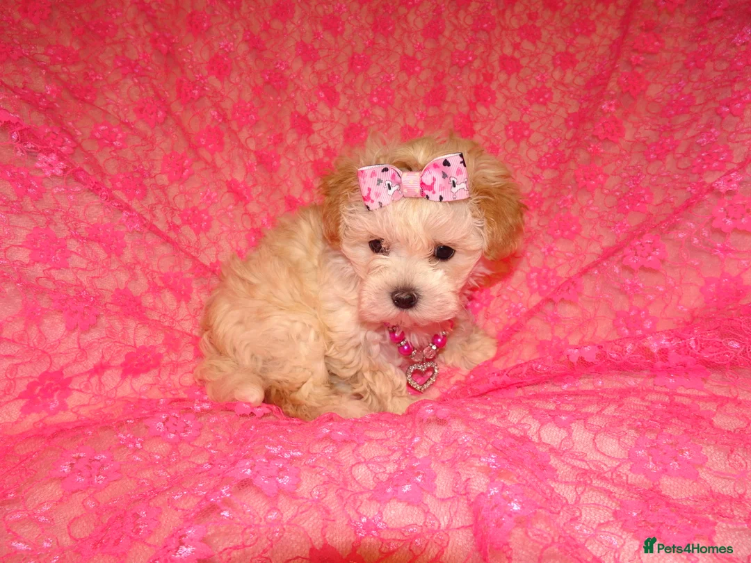 Maltipoo dogs for sale: *Apricot F1 Maltese x Toy Poodle Maltipoo Puppy* - Advert 16