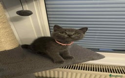 British Shorthair cats for sale: Shorthair Kittens for Sale - Champion Bloodline - Image 12
