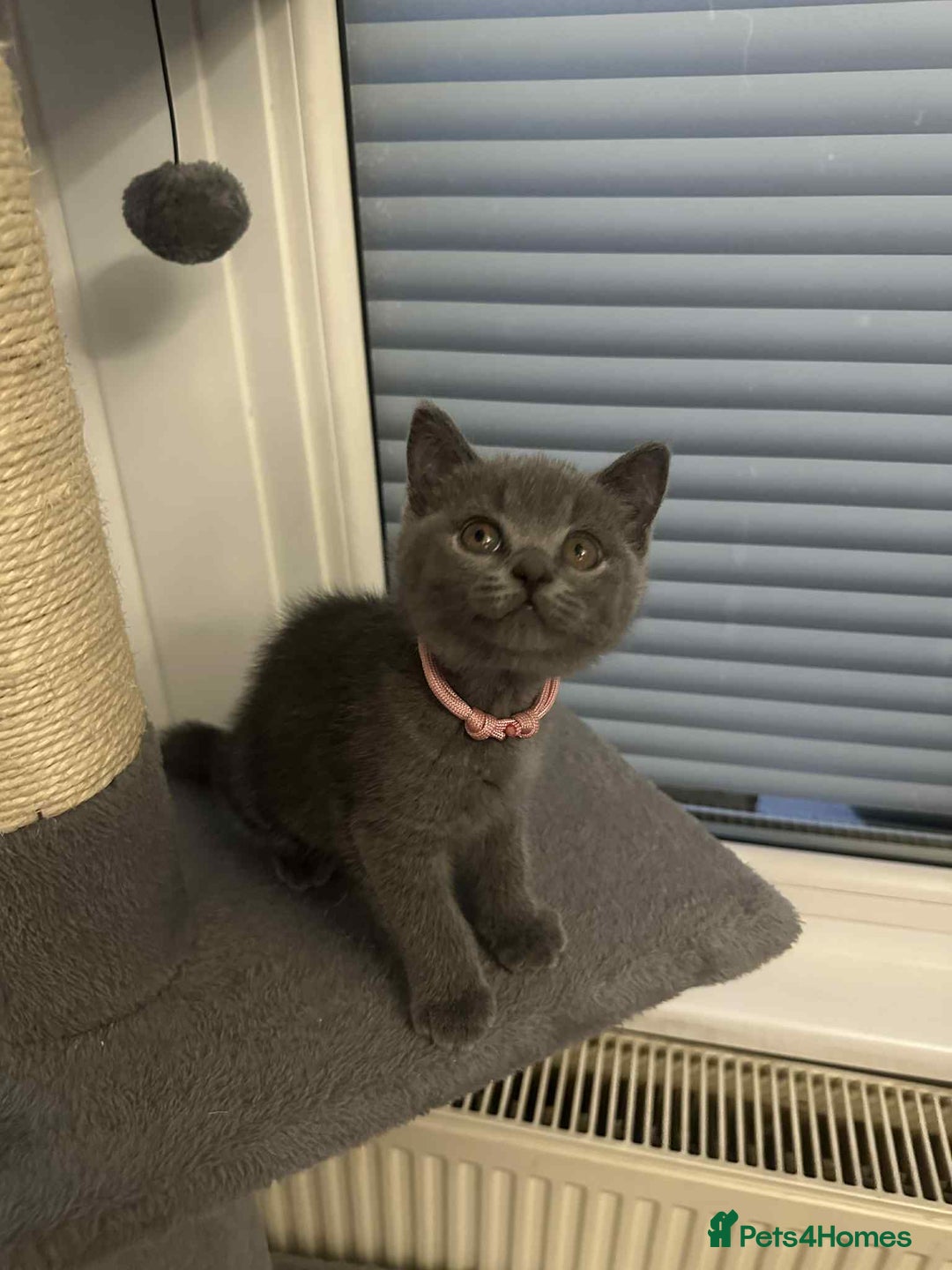 British Shorthair cats for sale: Shorthair Kittens for Sale - Champion Bloodline - Image 12