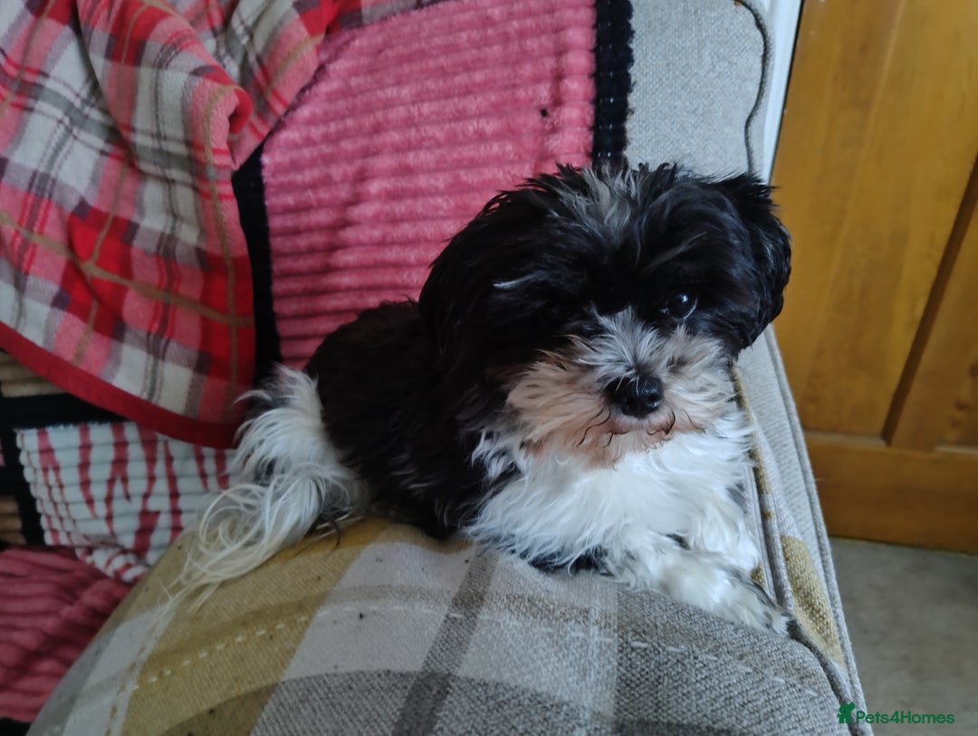 Biewer Terrier dogs for sale: 4 biewer Yorkshire terrier puppies for sale  - Advert 20