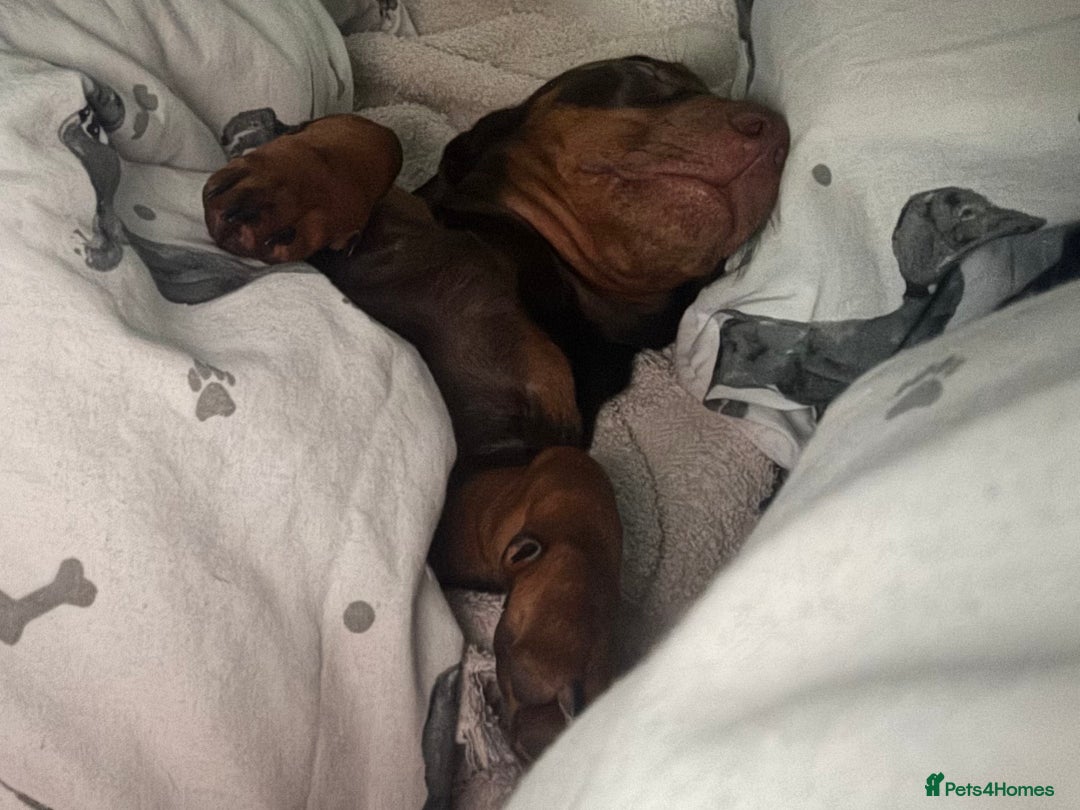 Miniature Dachshund dogs for sale: KC Registered Miniature Dachshund Puppies For Sale - Image 9