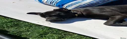 Mixed Breed dogs for sale: tyson was previously storm - Advert 5