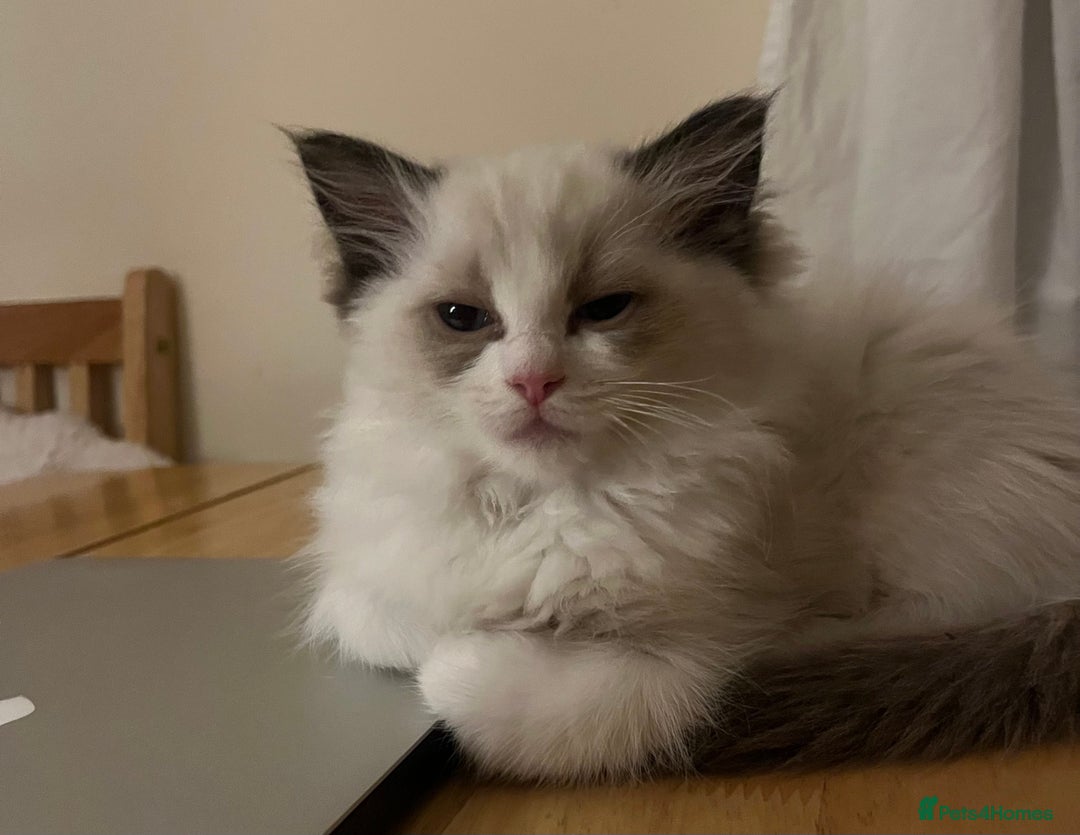 Ragdoll cats for sale: 🎀Beautiful Ragdoll kittens (TICA reg)🎀 - Image 13