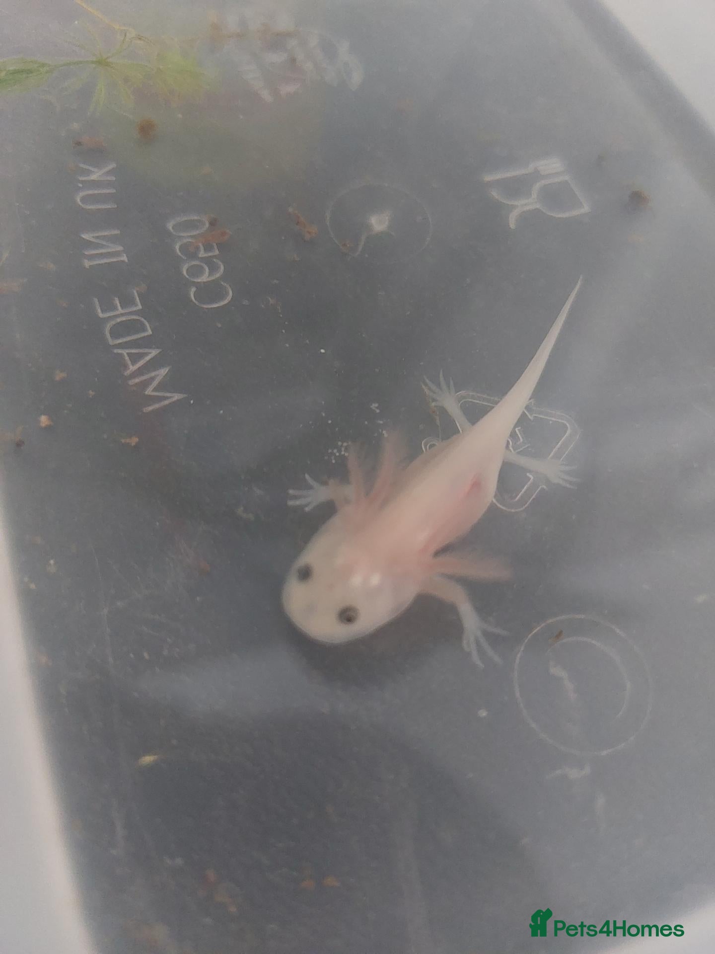 Axolotl reptiles Leucistic Axolotls (pink) - Advert 3