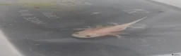 Axolotl reptiles for sale: Leucistic Axolotls (pink) - Advert 1