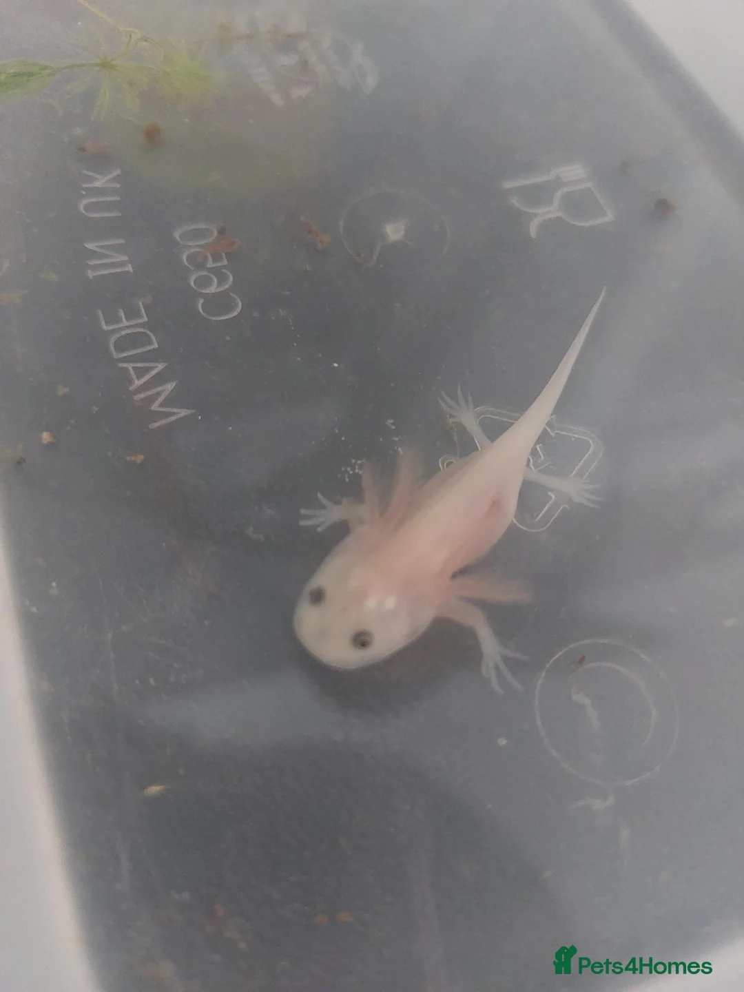 Axolotl reptiles for sale: Leucistic Axolotls (pink) - Advert 1