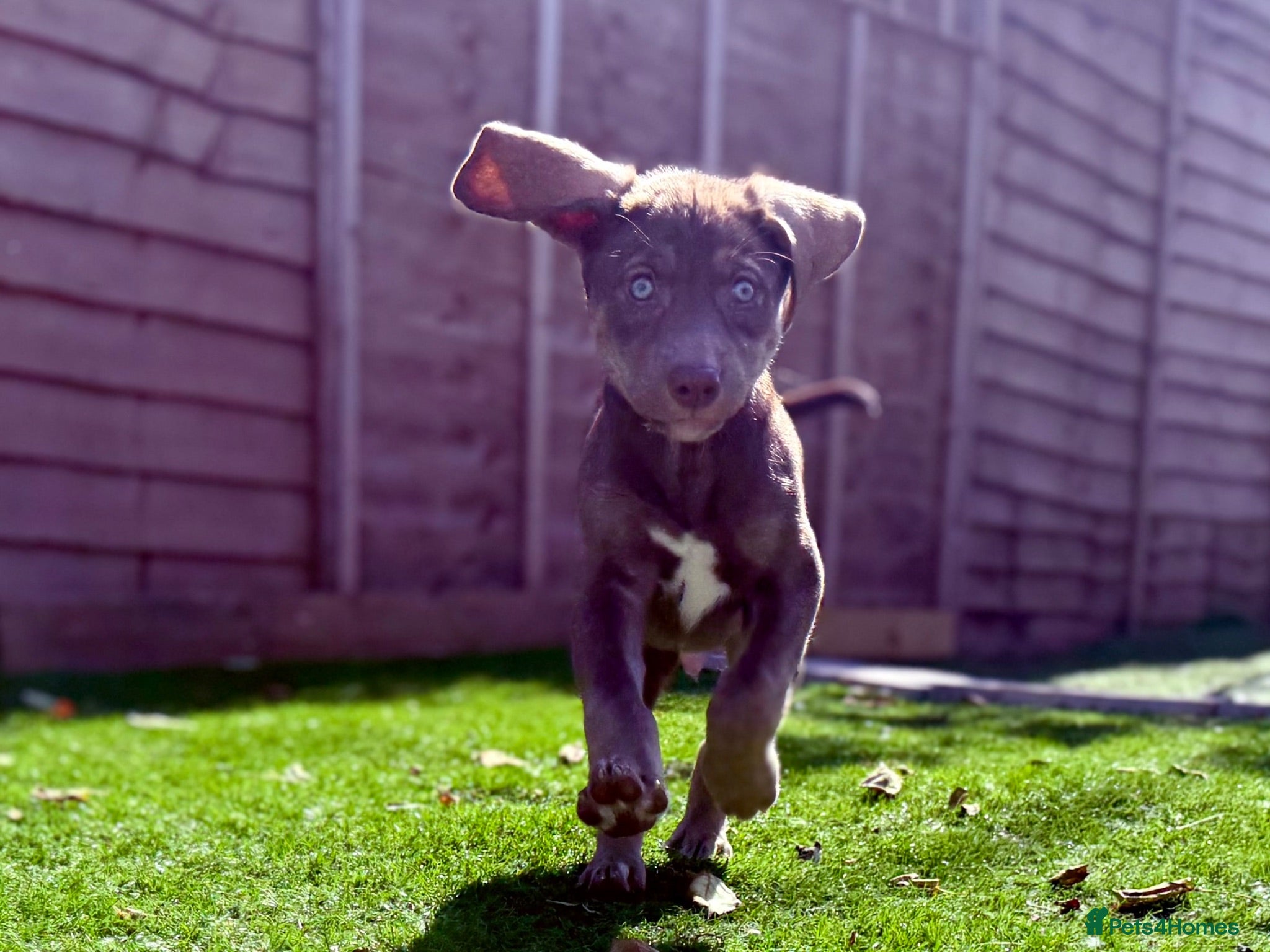 Mixed Breed dogs Ready Now🏡 Siberian Shepsky x Weimaraner Pups ❤️ - Advert 1
