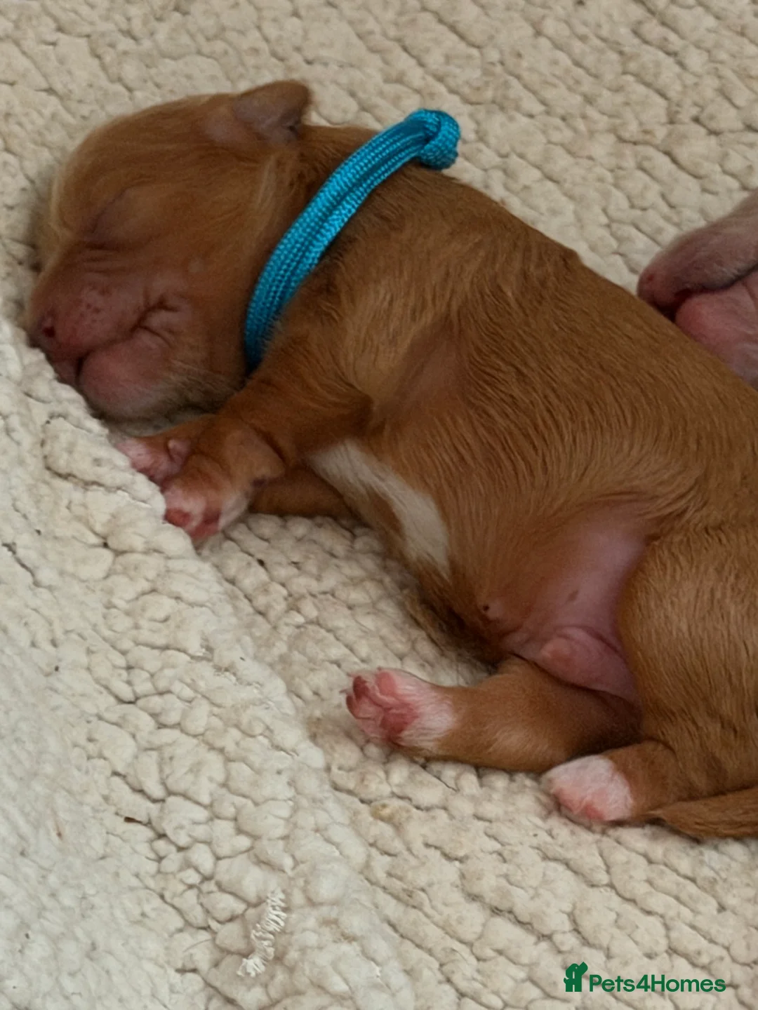 Mixed Breed dogs for sale: 🌟 Stunning Cavapoochon Puppies 🌟 - Advert 15