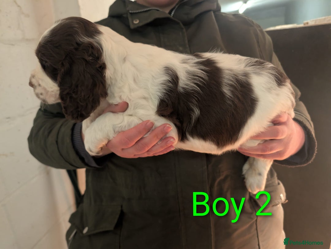 English Springer Spaniel dogs for sale: Beautiful KC Show Line ESS Puppies - Advert 7