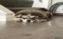 Chow Chow dogs for sale: Merle Chow Chow Puppys Last One Remaining Now ! in Orpington - Image 1
