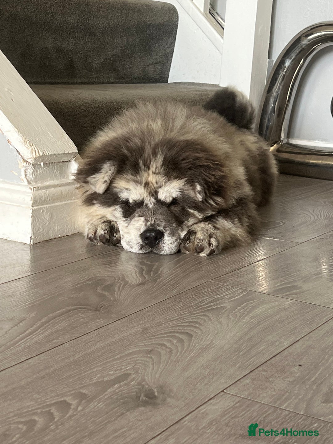 Chow Chow dogs for sale: Merle Chow Chow Puppys Last One Remaining Now ! in Orpington - Image 1