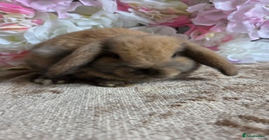 Mini Lop rabbits - Advert 8