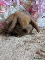 Mini Lop rabbits - Advert 6